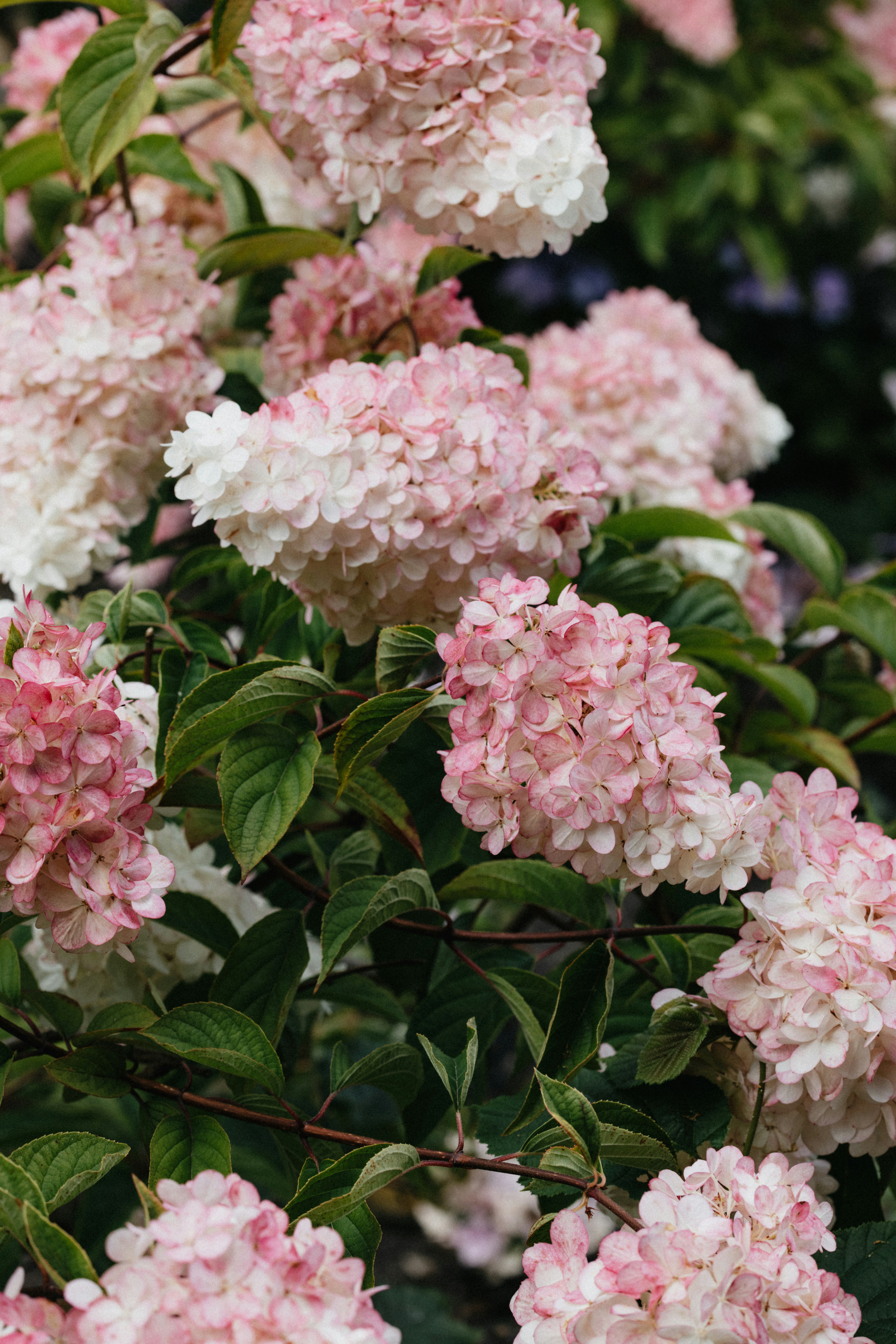 annie-spratt-ENIERs50JX8-unsplash